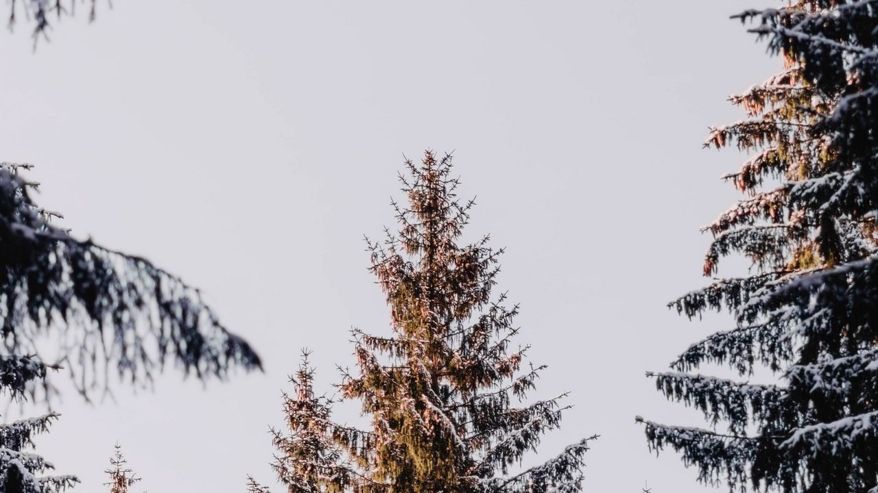 Wallpaper larch, trees, snow, conifers