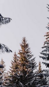 Preview wallpaper larch, trees, snow, conifers