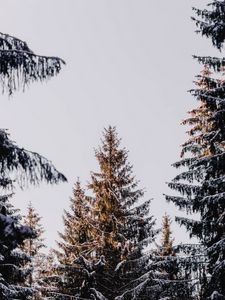 Preview wallpaper larch, trees, snow, conifers
