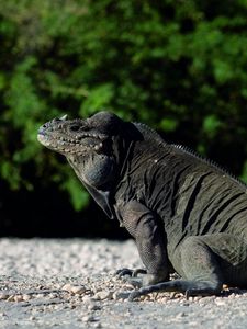 Preview wallpaper large lizard, reptile, tail, sit