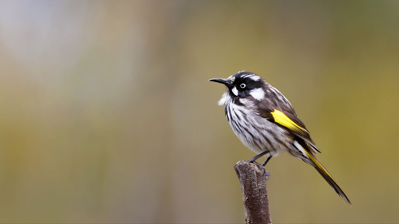 Wallpaper lark, bird, wildlife, feathers