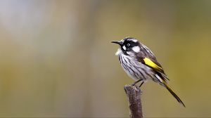 Preview wallpaper lark, bird, wildlife, feathers