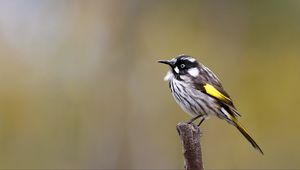 Preview wallpaper lark, bird, wildlife, feathers