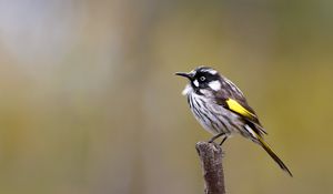 Preview wallpaper lark, bird, wildlife, feathers