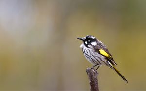 Preview wallpaper lark, bird, wildlife, feathers