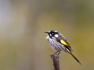 Preview wallpaper lark, bird, wildlife, feathers