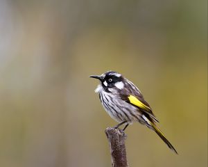 Preview wallpaper lark, bird, wildlife, feathers