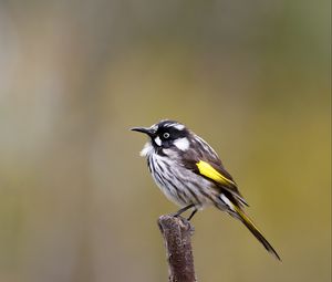 Preview wallpaper lark, bird, wildlife, feathers