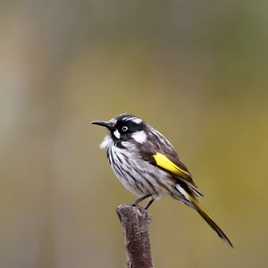 Preview wallpaper lark, bird, wildlife, feathers