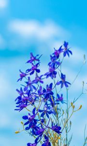 Preview wallpaper larkspur field, flowers, plant, flowering, wild