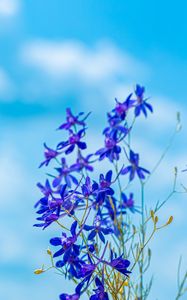 Preview wallpaper larkspur field, flowers, plant, flowering, wild