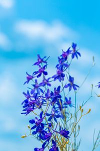 Preview wallpaper larkspur field, flowers, plant, flowering, wild