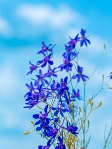 Preview wallpaper larkspur field, flowers, plant, flowering, wild