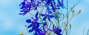 Preview wallpaper larkspur field, flowers, plant, flowering, wild