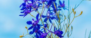 Preview wallpaper larkspur field, flowers, plant, flowering, wild