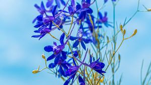 Preview wallpaper larkspur field, flowers, plant, flowering, wild