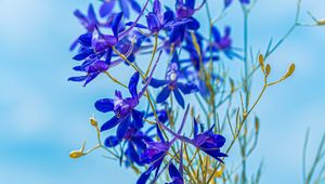 Preview wallpaper larkspur field, flowers, plant, flowering, wild