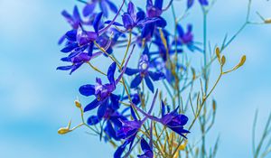 Preview wallpaper larkspur field, flowers, plant, flowering, wild