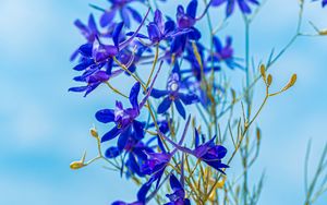 Preview wallpaper larkspur field, flowers, plant, flowering, wild