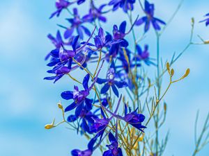 Preview wallpaper larkspur field, flowers, plant, flowering, wild