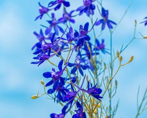 Preview wallpaper larkspur field, flowers, plant, flowering, wild