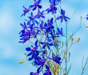 Preview wallpaper larkspur field, flowers, plant, flowering, wild