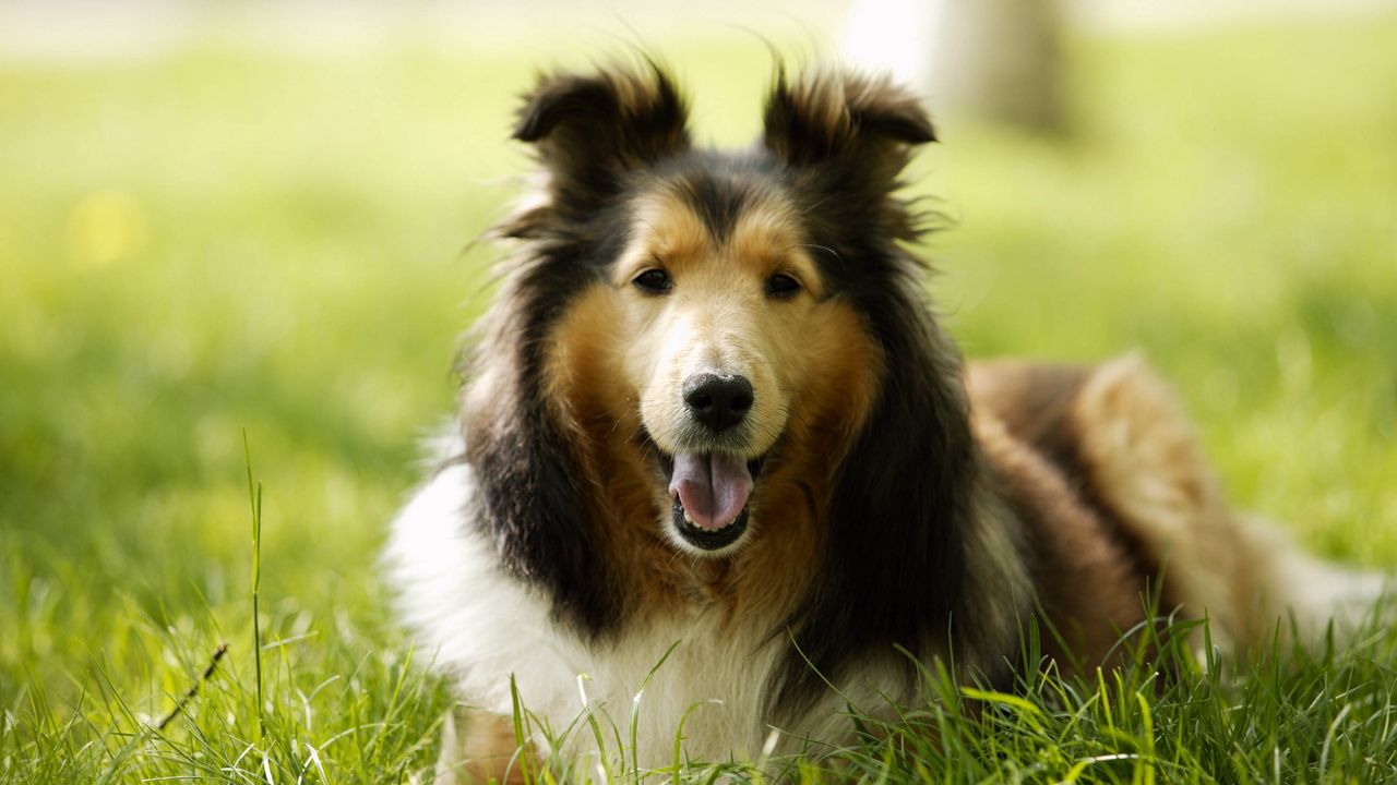 Wallpaper lassie, dog, grass, leisure