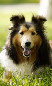 Preview wallpaper lassie, dog, grass, leisure