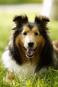 Preview wallpaper lassie, dog, grass, leisure