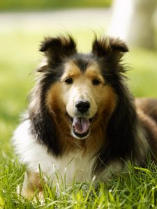 Preview wallpaper lassie, dog, grass, leisure