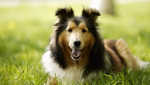 Preview wallpaper lassie, dog, grass, leisure