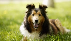 Preview wallpaper lassie, dog, grass, leisure