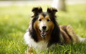 Preview wallpaper lassie, dog, grass, leisure