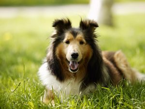 Preview wallpaper lassie, dog, grass, leisure