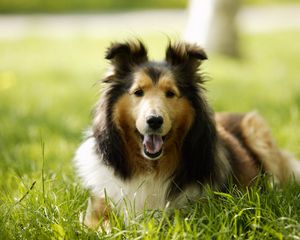 Preview wallpaper lassie, dog, grass, leisure