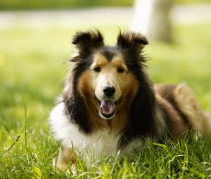 Preview wallpaper lassie, dog, grass, leisure