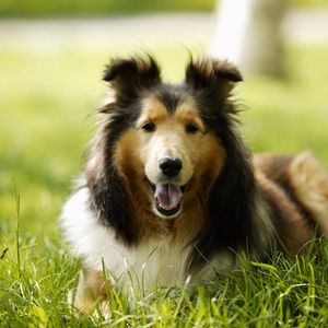 Preview wallpaper lassie, dog, grass, leisure