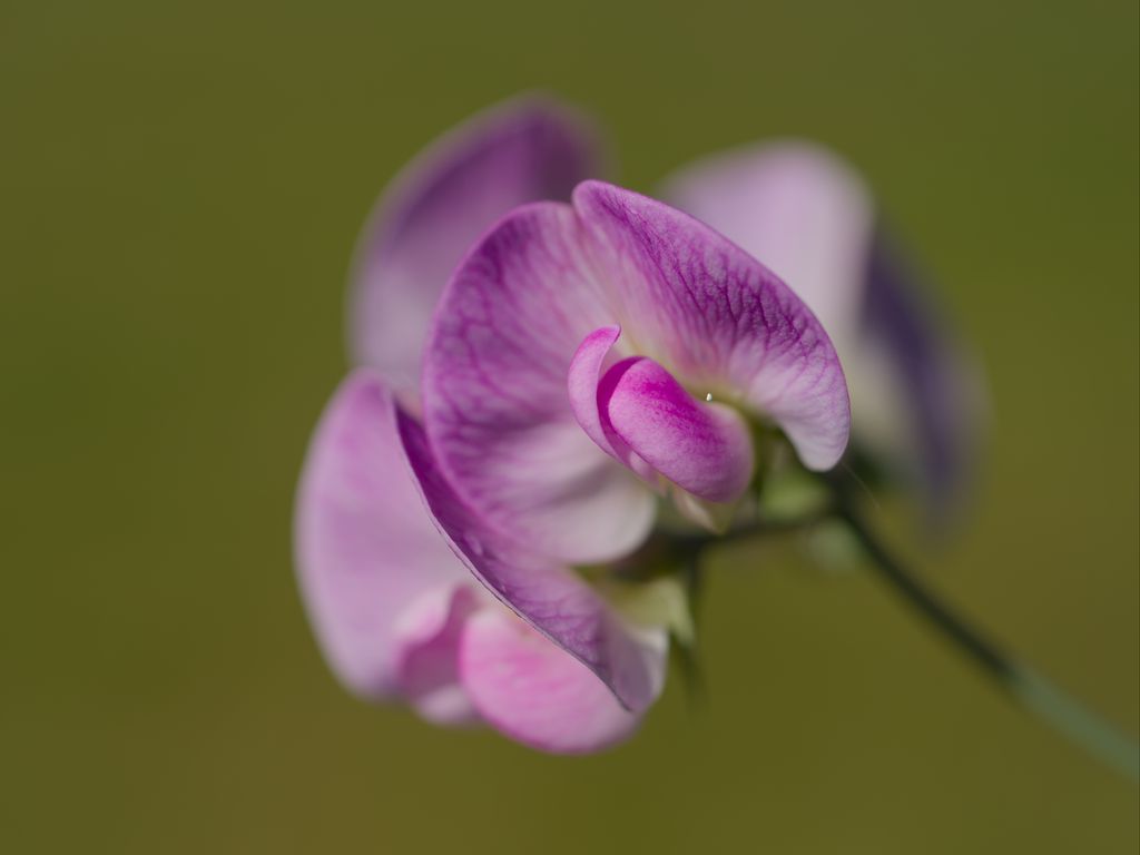 1024x768 Wallpaper lathyrus, flower, petals, macro, pink