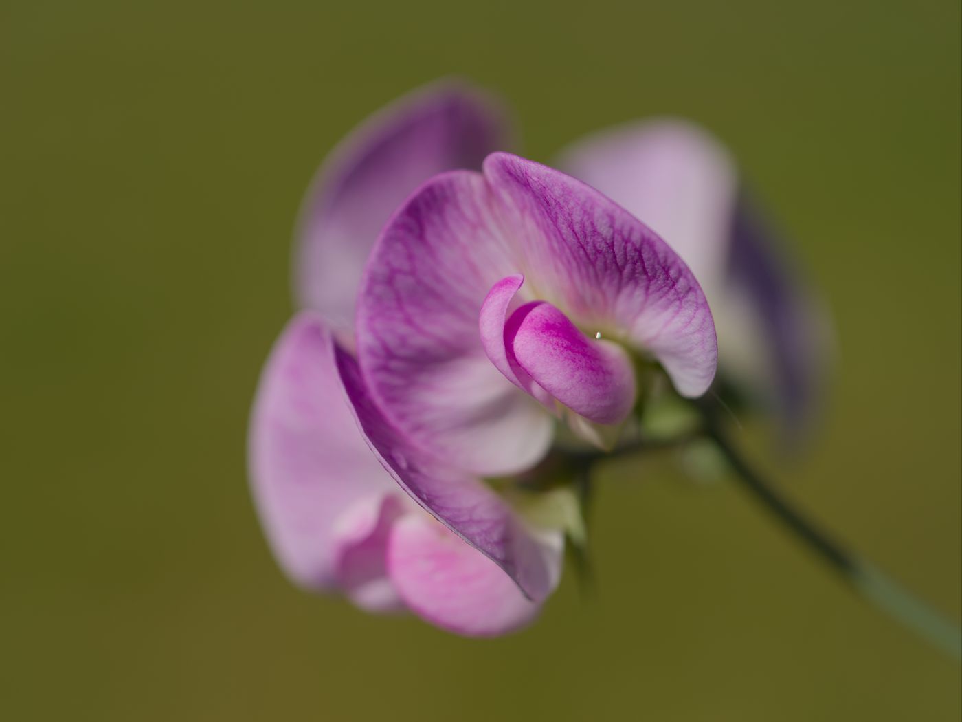 1400x1050 Wallpaper lathyrus, flower, petals, macro, pink