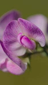 Preview wallpaper lathyrus, flower, petals, macro, pink