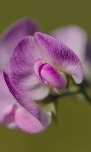 Preview wallpaper lathyrus, flower, petals, macro, pink
