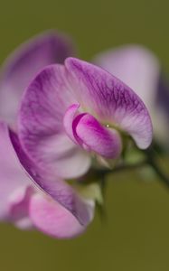 Preview wallpaper lathyrus, flower, petals, macro, pink