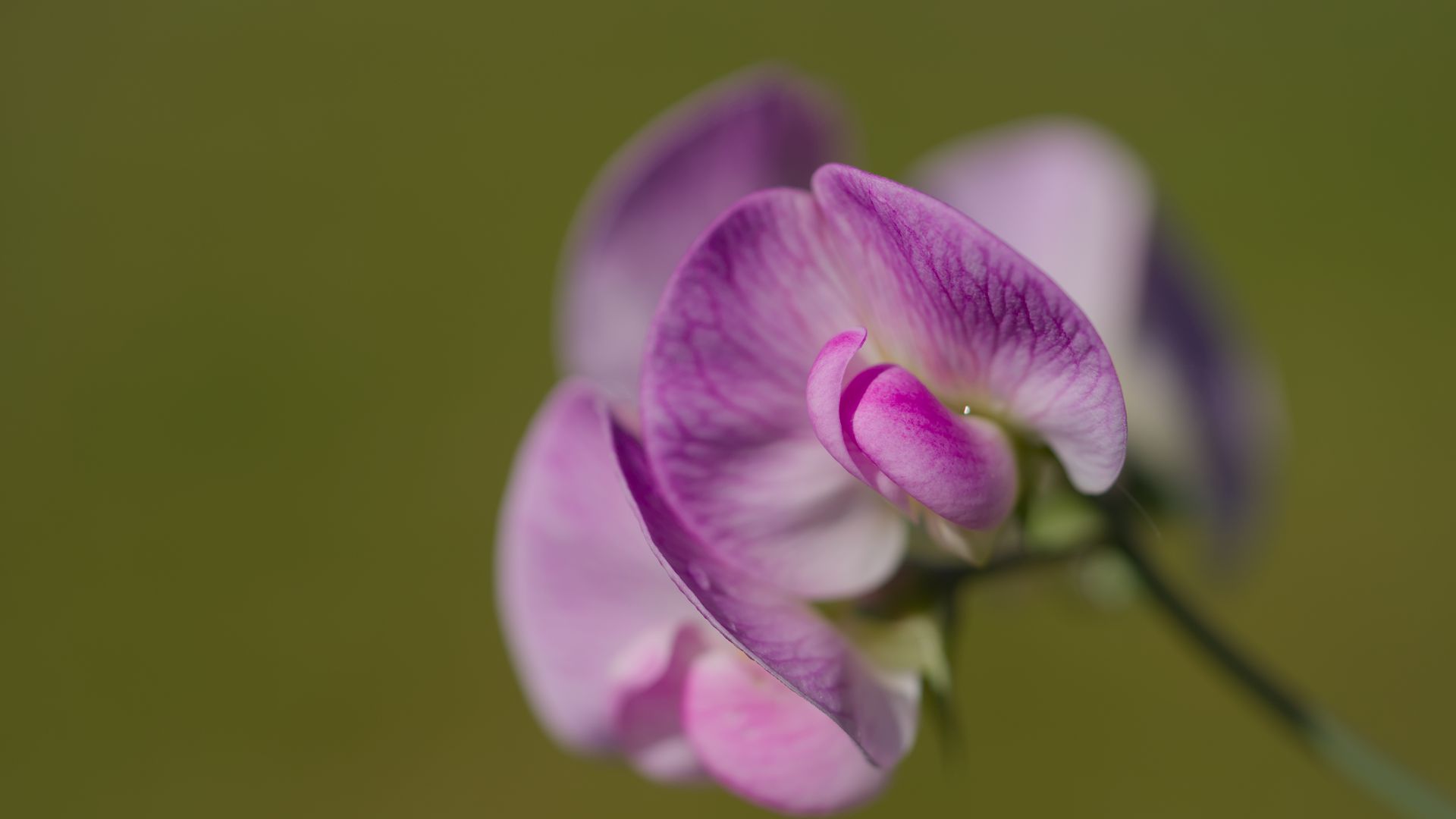 1920x1080 Wallpaper lathyrus, flower, petals, macro, pink