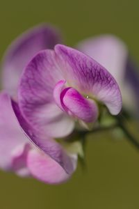 Preview wallpaper lathyrus, flower, petals, macro, pink