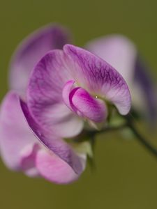 Preview wallpaper lathyrus, flower, petals, macro, pink