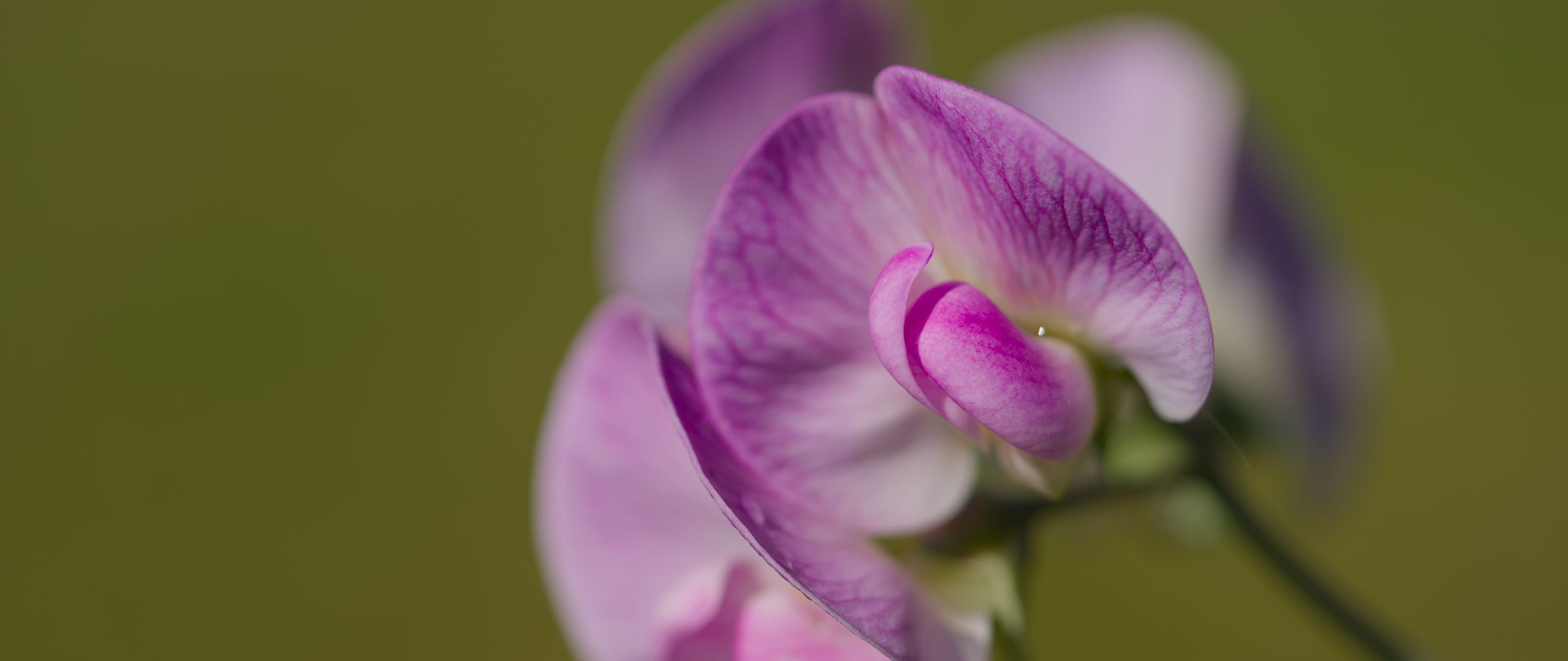 2560x1080 Wallpaper lathyrus, flower, petals, macro, pink