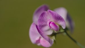 Preview wallpaper lathyrus, flower, petals, macro, pink