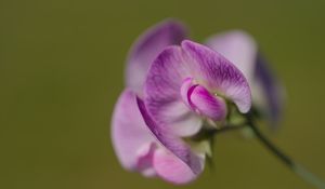 Preview wallpaper lathyrus, flower, petals, macro, pink