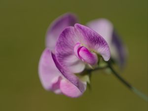 Preview wallpaper lathyrus, flower, petals, macro, pink