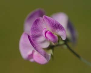 Preview wallpaper lathyrus, flower, petals, macro, pink